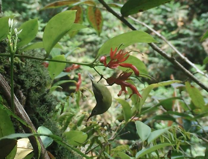 Long-beaked sunbird at tube-shaped flower 2