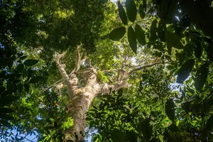 The canopy nursing effect: mature canopy trees contribute to the survival of the smaller trees below by creating cooler, shady conditions in the tropics.