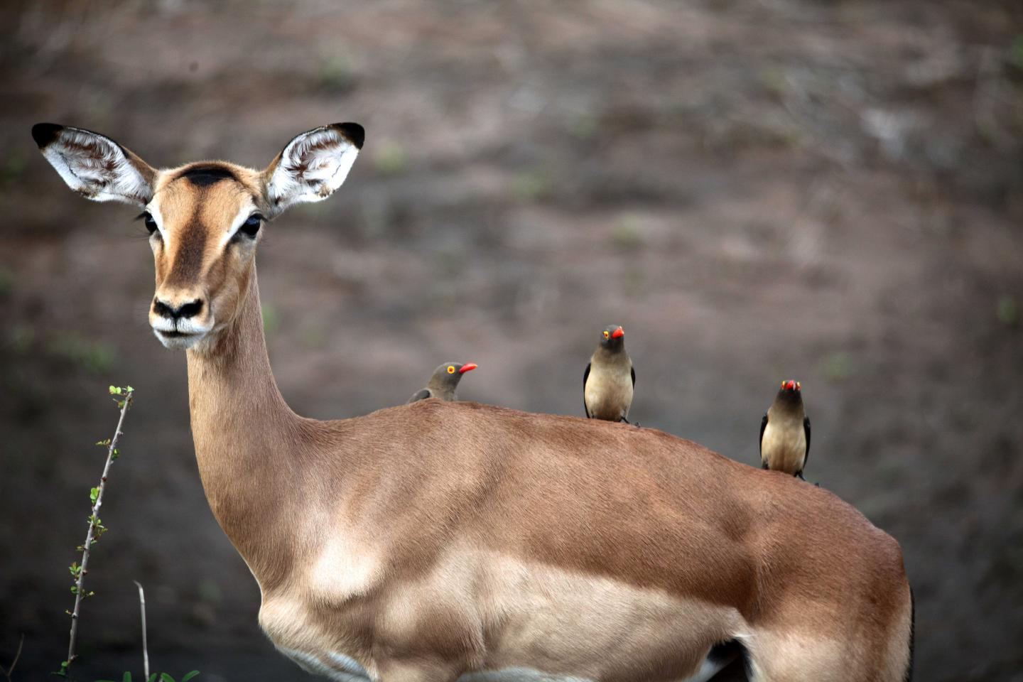 Understanding Tourists' Preferences for Nature-Based Experiences May Help with Conservation