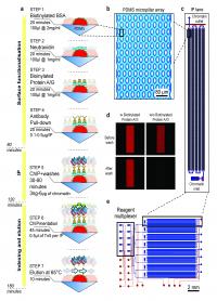 A Diagram Showing How FloChIP Works