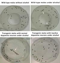 Male Flies