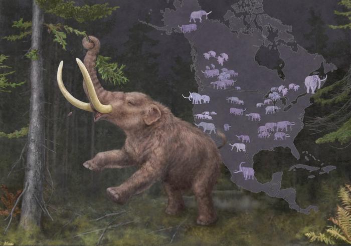 Ancient DNA reveals deeply complex Mastodon family and repeated migrations driven by climate change