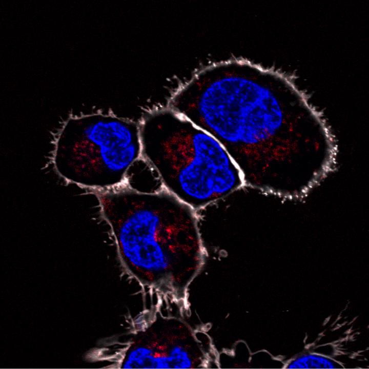 Artificial Organelles in the Scavenger Cells of a Zebrafish