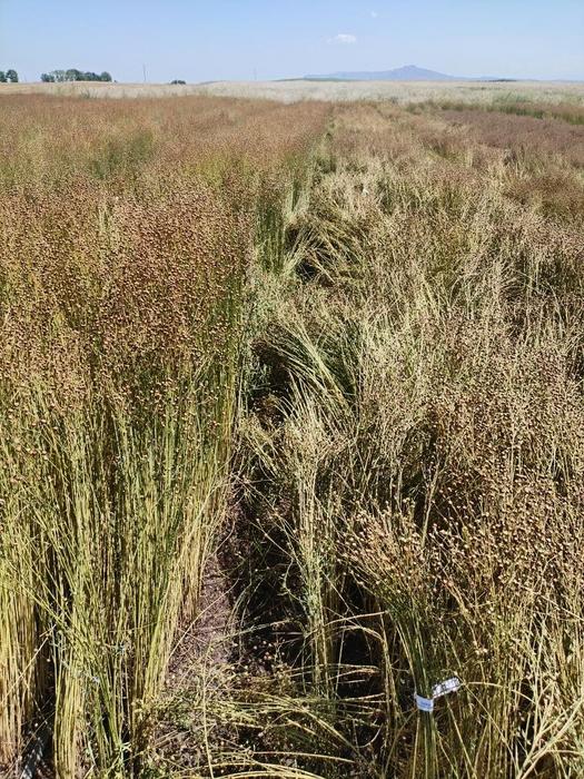 Researchers have identified the LuMED25/PFT1 gene as a major-effect locus controlling stem diameter in flax through genome-wide association studies, providing a key molecular target for lodging resistance and stem yield improvement.