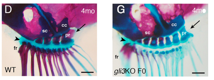 Fin Experiment