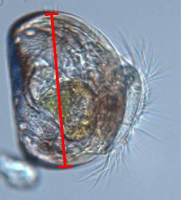 Mussels Adapt to Harden Their Shells, in Response to Ocean Acidification (1 of 2)