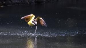 Great kiskadee in full flight after an (unsuccessful) overflight attack on a sulphur molly shoal.