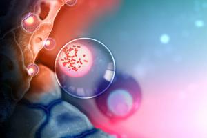 T cell invasion
