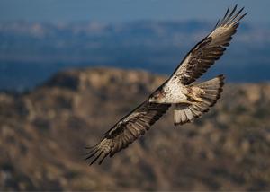 Bonelli’s eagle in flight
