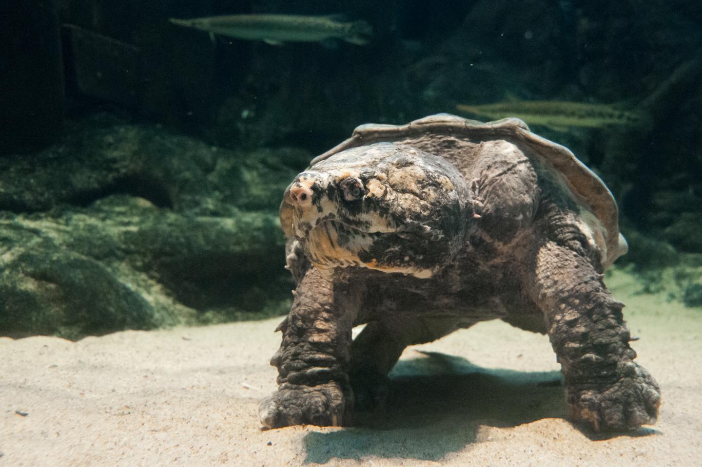 Turtle (1 of 2)