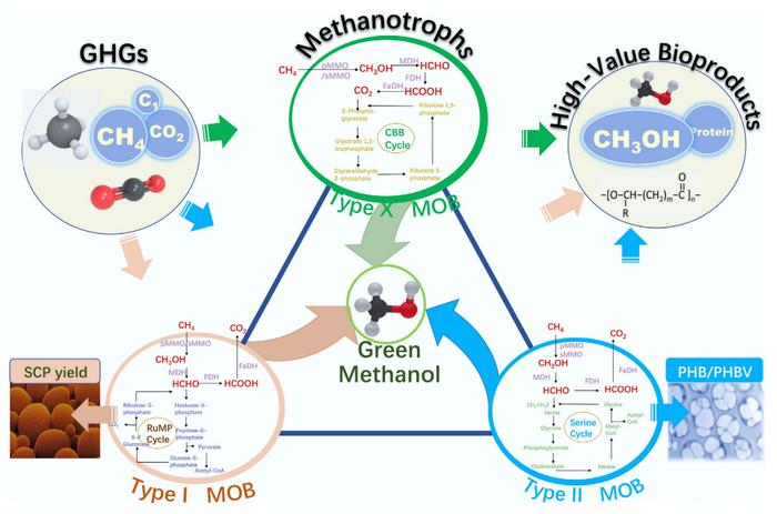 Advances in high-value resource recovery of greenhouse gases driven by methanotrophic communities