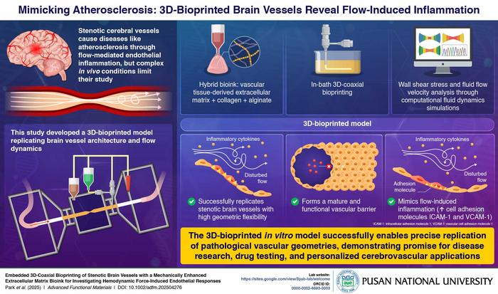 Mimicking atherosclerosis: 3D-Bioprinted Brain Vessels Reveal Flow-Induced Inflammation