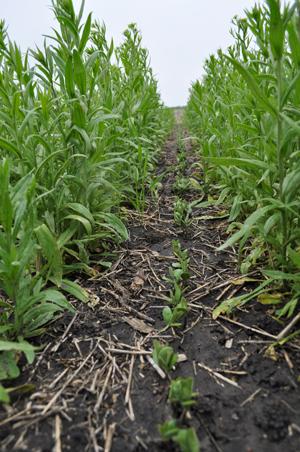 Relay Harvest