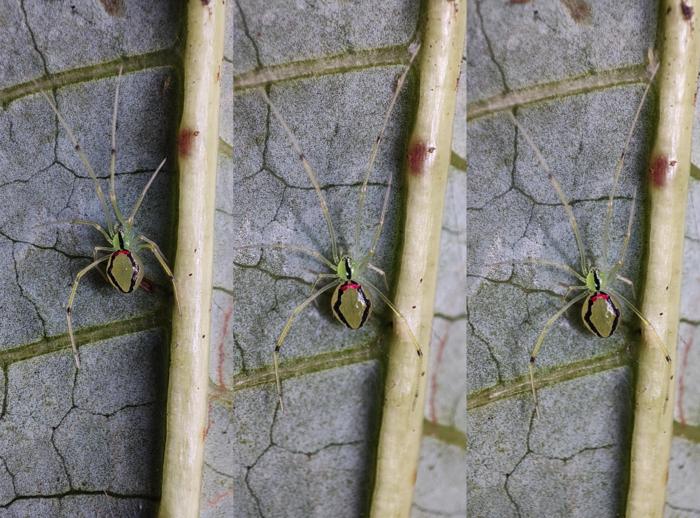 Theridion himalayana sp. nov.