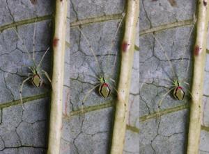 Theridion himalayana sp. nov.