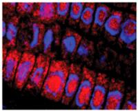 <i>Science</i> Image