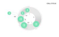 Cell Cycle