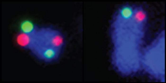 Chromosomes with and without TRIM24