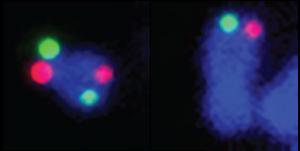 Chromosomes with and without TRIM24