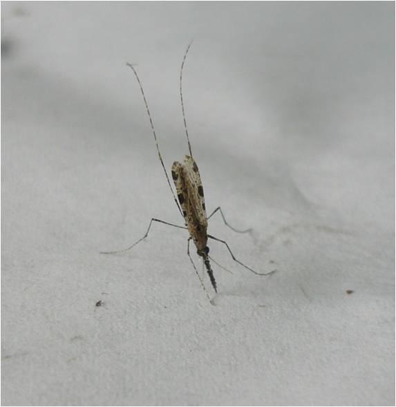 <i>Anopheles</i>