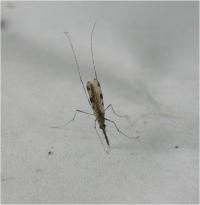<i>Anopheles</i>