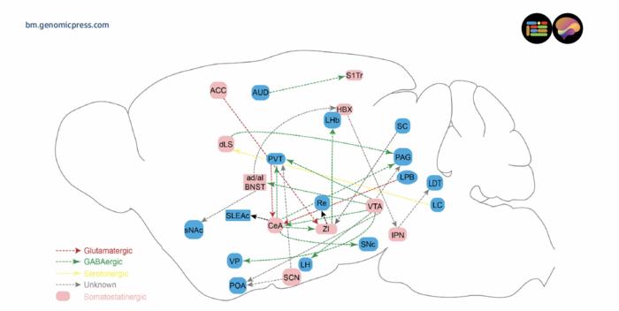 Somatostatin (SST) neuron-based inhibitory circuits are implicated in stress response.
