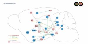 Somatostatin (SST) neuron-based inhibitory circuits are implicated in stress response.
