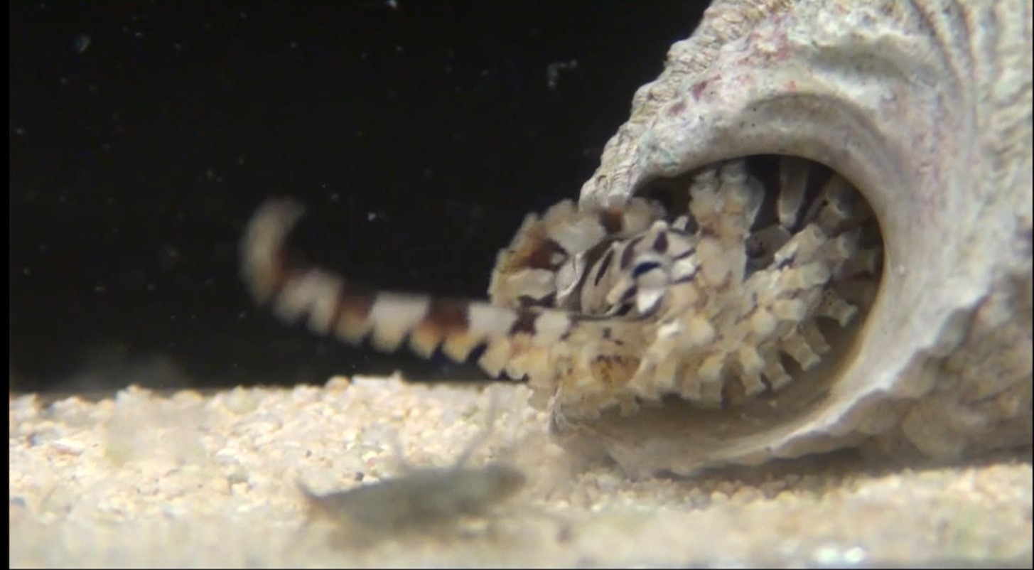 Individually unique, fixed stripe configurations of Octopus chierchiae allow for photoidentification in long-term studies