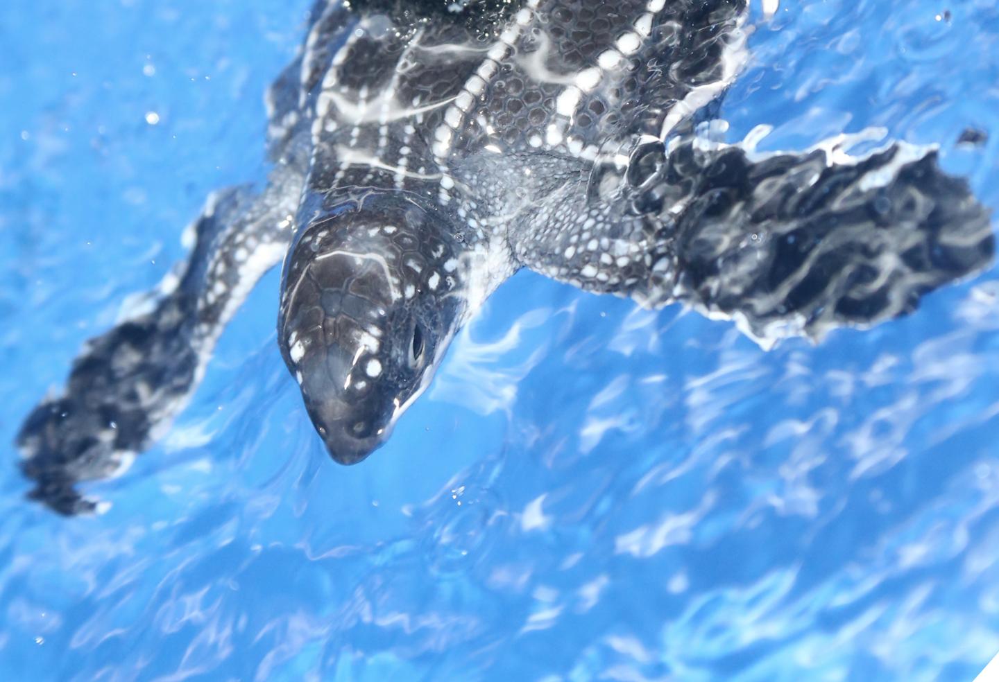 Leatherback Sea Turtle