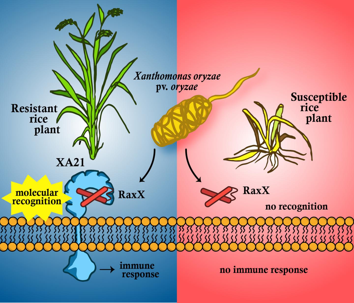 RaxX Protein, The True Activator of Rice Immunity? (5 of 5)