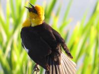 Yellowheaded Blackbird