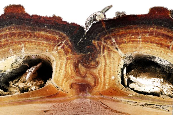 Ironclad Beetle's Medial Suture