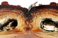Ironclad Beetle's Medial Suture