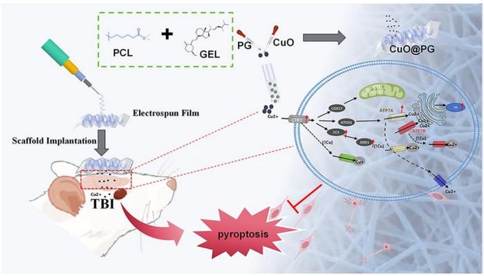 Copper-Loaded Scaffolds for Targeted Treatment of Traumatic Brain Injury.
