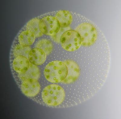 Despite Outward Appearances, Algal Species are Similar Inside (2 of 6)