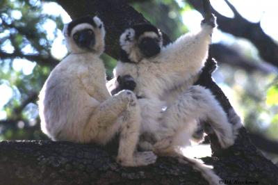 Sifaka Family