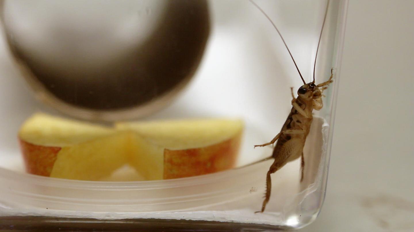 Cricket