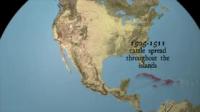 The Global History of the Texas Longhorn