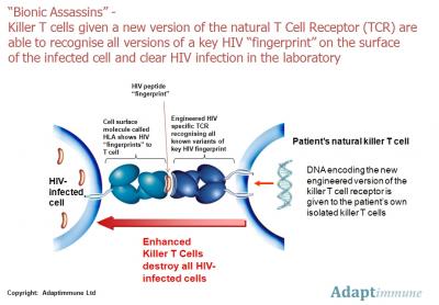 Killer T Cell Recognizes HIV-1's Lethal Molecular Disguises