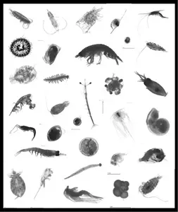 Zooplankton assemblage