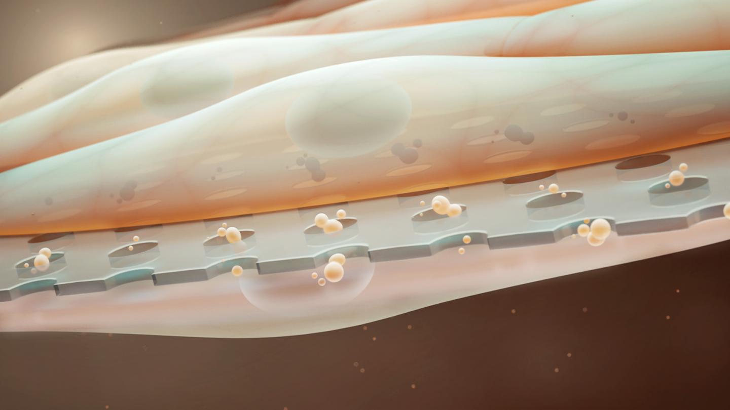 A Closer Look at the Nano-Membrane Being Developed for in Vitro Tissue Engineering.