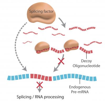 Oligonucleotide