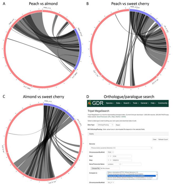 Chr 4 syntenic relationships in Prunus.