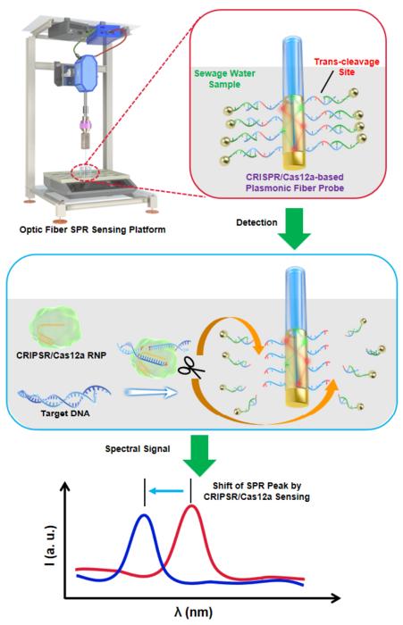 Firgue 1. Schematic representation of the portable fiber optic sensing platform for detecting SARS-CoV-2 in sewage water