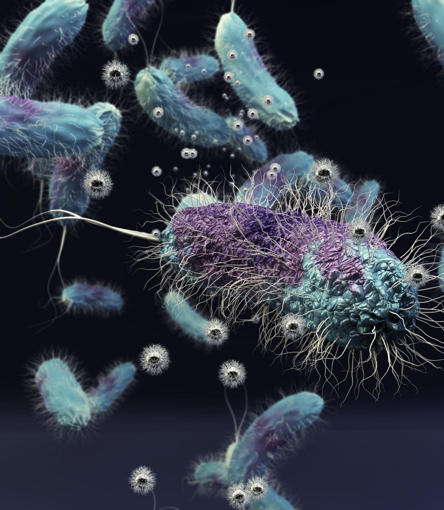 <I>Shewanella oneidensis</I>