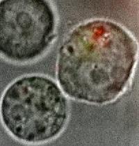 Cancer Cell Dying After Ingesting DNA 'Trojan Horse'