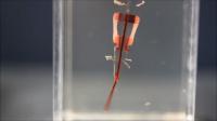 Biohybrid Robots