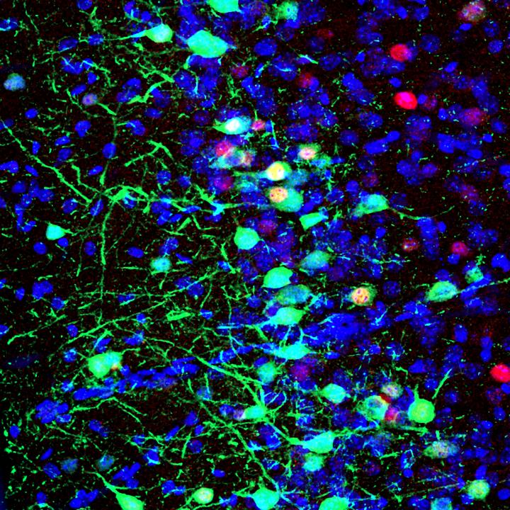 Scents have power over memory