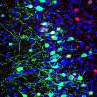 Scents have power over memory