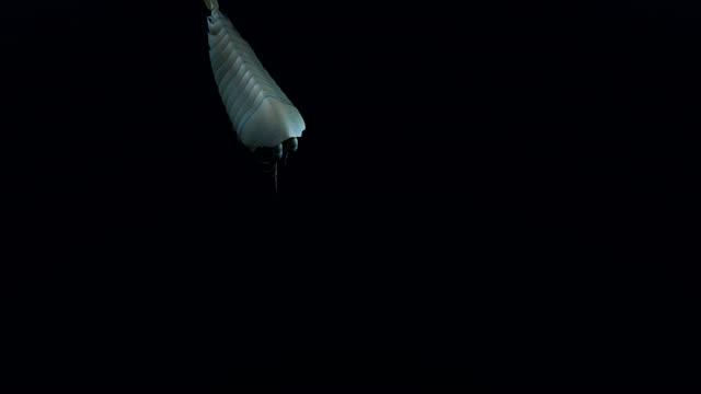 <i>Yawunik kootenayi</i> Walkcycle Animation